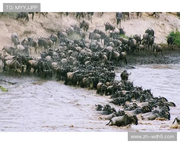 体育科技与动物保护联动，追踪技术监测野生动物迁徙路线